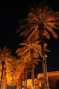 A group of palm trees lit up at night.